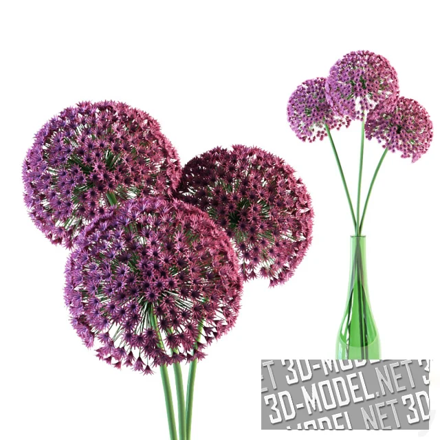 3d-модель Соцветия Giant onion в вазе