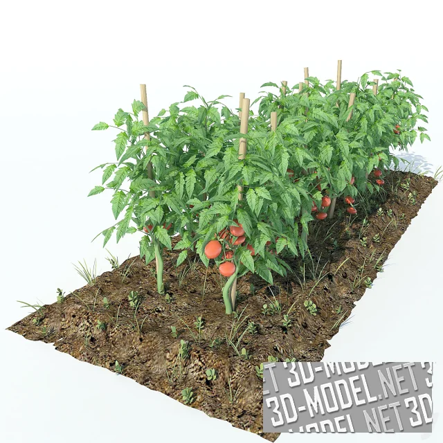 3d-модель Грядка с томатами
