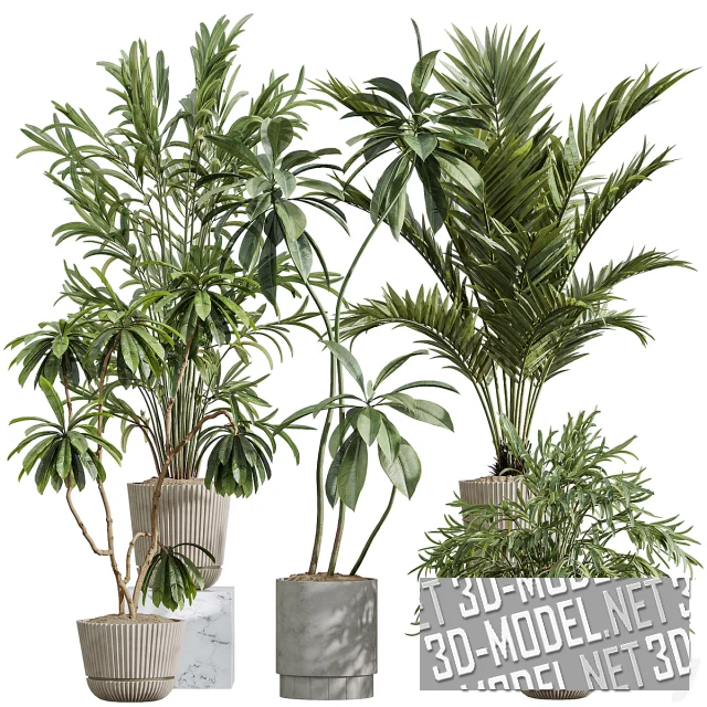 Комнатные растения (дипсис лютесценс, фикус, арека)