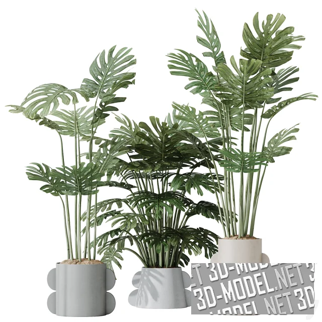 3d-модель Монстера в оригинальных горшках, 3 вида