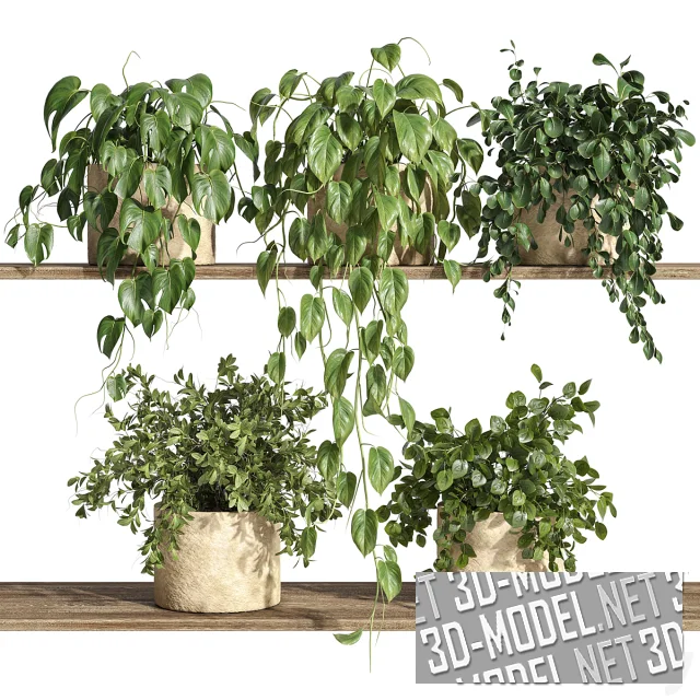 Растения на полке (5 вариантов)