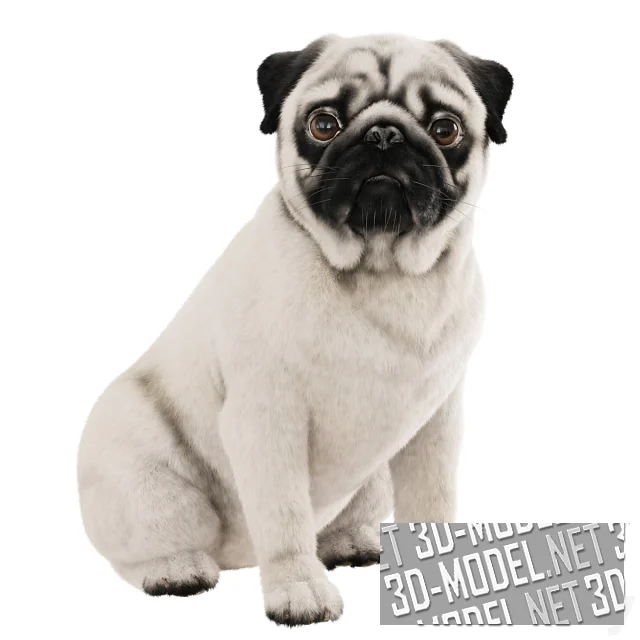 3d-модель Сидящий мопс
