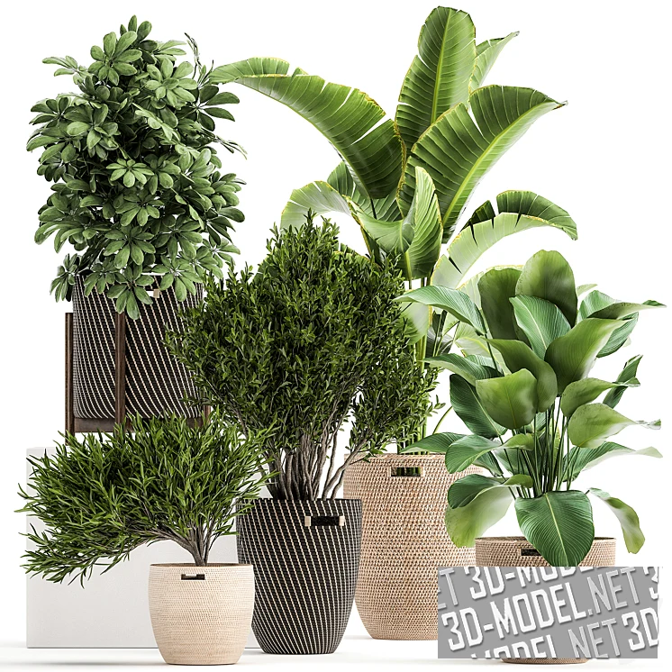 Плетеные горшки с растениями (шефлера, стрелиция, калатея)