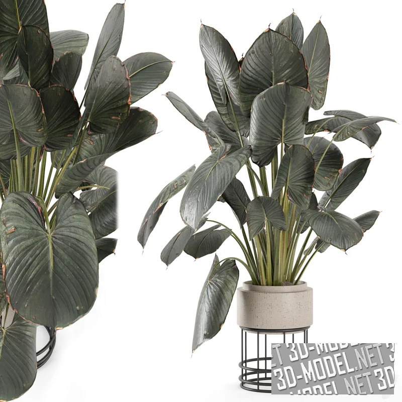 Крупная алоказия в горшке